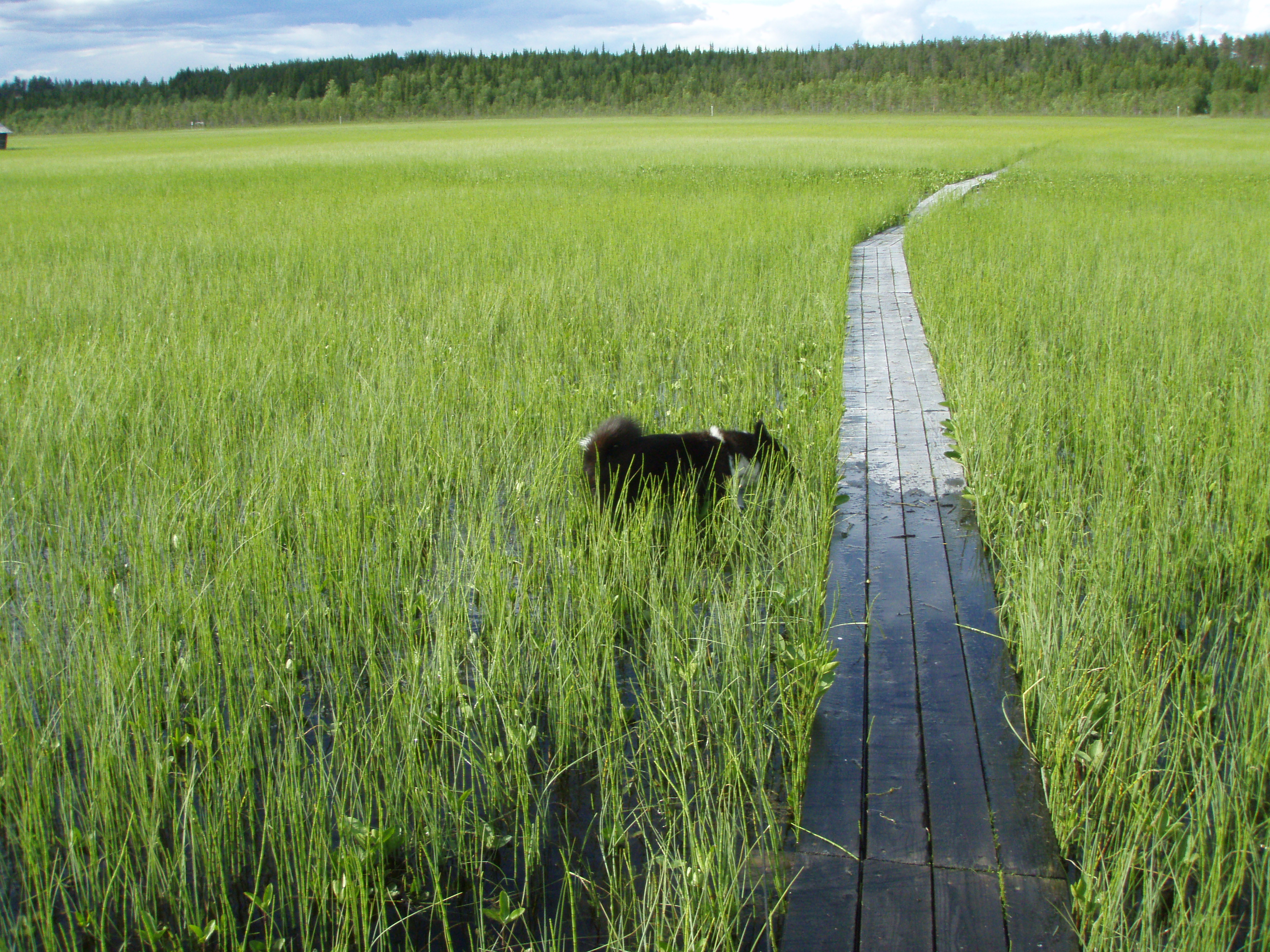 Footbridge over the wet mire